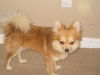 Frankie the Pom-Chihuahua Mix