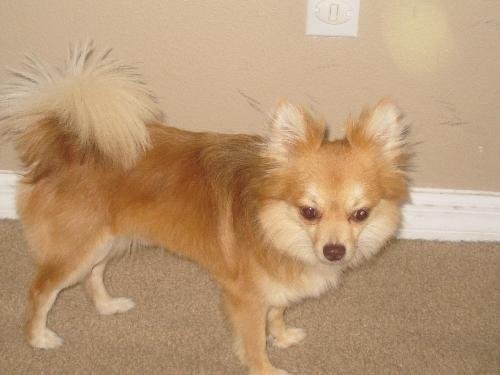 Roger the Chihuahua-Pomeranian Needs a Home