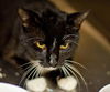 Ferby the Tuxedo