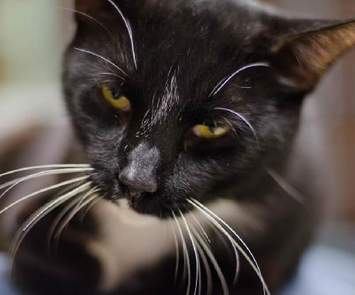 Ferby the Tuxedo