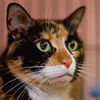Marla the Calico