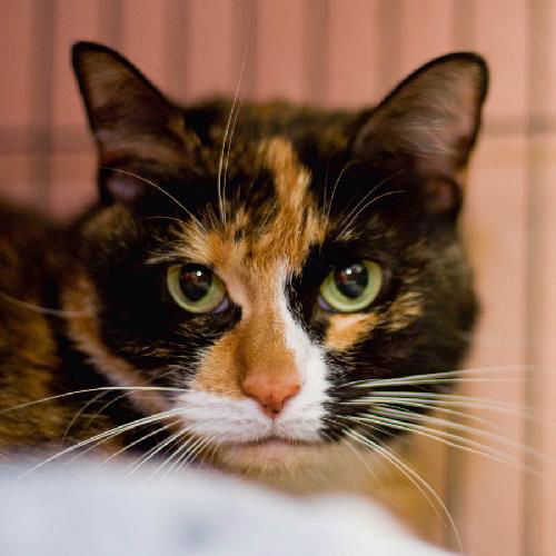 Marla the Calico