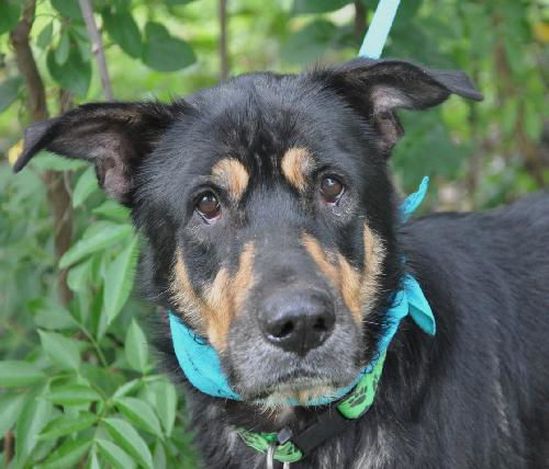 Sparky the Sweet and  Social Shepherd Mix