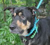 Sparky the Sweet and  Social Shepherd Mix