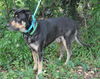 Sparky the Sweet and  Social Shepherd Mix