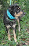 Sparky the Sweet and  Social Shepherd Mix
