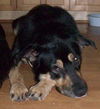 Sparky the Sweet and  Social Shepherd Mix