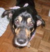Sparky the Sweet and  Social Shepherd Mix