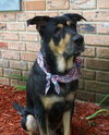 Sparky the Sweet and  Social Shepherd Mix
