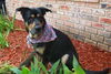 Sparky the Sweet and  Social Shepherd Mix