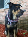 Sparky the Sweet and  Social Shepherd Mix