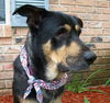 Sparky the Sweet and  Social Shepherd Mix