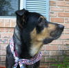 Sparky the Sweet and  Social Shepherd Mix