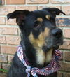 Sparky the Sweet and  Social Shepherd Mix