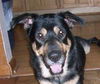 Sparky the Sweet and  Social Shepherd Mix