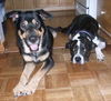 Sparky the Sweet and  Social Shepherd Mix