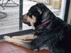 Sparky the Sweet and  Social Shepherd Mix