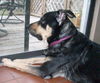 Sparky the Sweet and  Social Shepherd Mix
