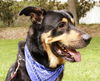 Sparky the Sweet and  Social Shepherd Mix