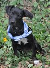 Artie the Trained Patterdale Terrier Puppy