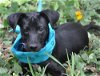 Puck the trained Patterdale Terrier Puppy