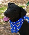 Puck the trained Patterdale Terrier Puppy