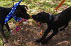 Puck the trained Patterdale Terrier Puppy