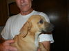 Lori the Lab/Shepherd Puppy
