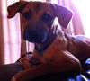 Lori the Lab/Shepherd Puppy