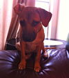 Lori the Lab/Shepherd Puppy