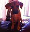Lori the Lab/Shepherd Puppy