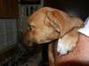 Donnie the Lab/Shepherd Puppy
