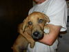 Donnie the Lab/Shepherd Puppy