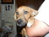 Donnie the Lab/Shepherd Puppy
