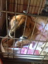 Marci the Corgi Mix Puppy