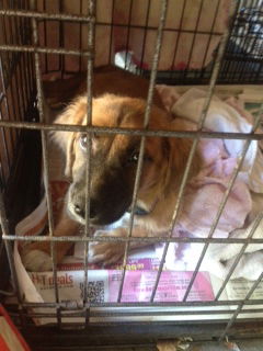 Marci the Corgi Mix Puppy