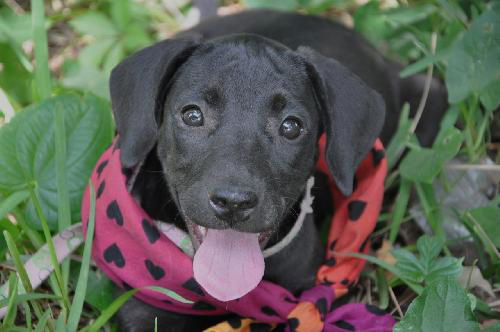 India the Black Lab Puppy