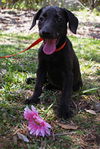 India the Black Lab Puppy