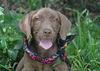 Zero the Chocolate Lab Puppy