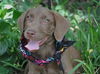 Zero the Chocolate Lab Puppy