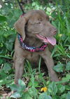 Zero the Chocolate Lab Puppy