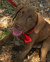 Zero the Chocolate Lab Puppy