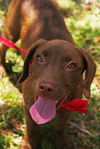 Zero the Chocolate Lab Puppy