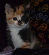 Waddles the Fat Calico  Kitten