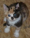 Waddles the Fat Calico  Kitten