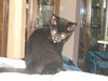 Anna the Outgoing Kitten