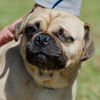 Skyler the One-Eye Puggle