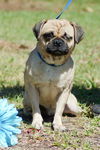 Skyler the One-Eye Puggle