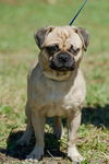 Skyler the One-Eye Puggle