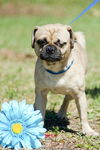 Skyler the One-Eye Puggle